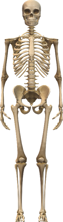 Human Skeleton